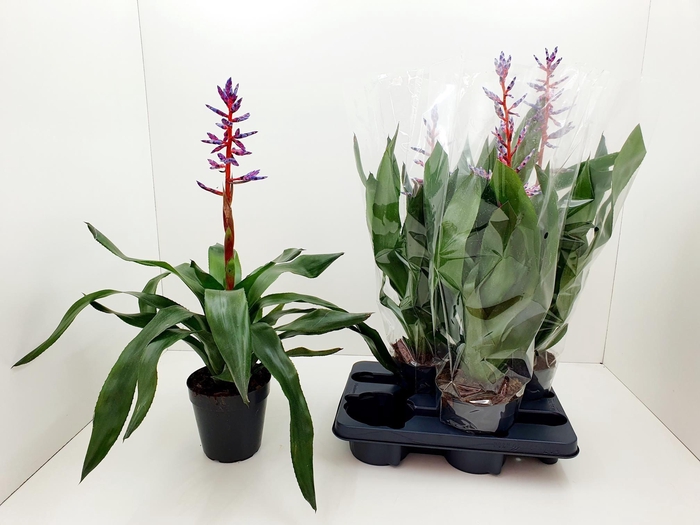 <h4>AECH BLUE RAIN</h4>