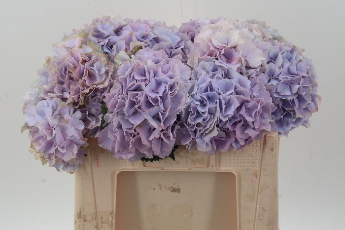 <h4>Hydr M My Primavera</h4>