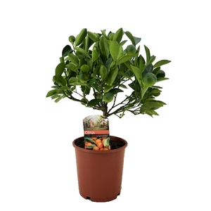 Citrus calamondin