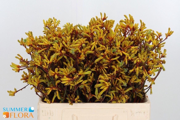 <h4>ANIGOZ GOLD FEVER</h4>