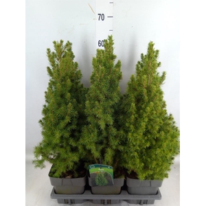 Picea glauca 'Perfecta'