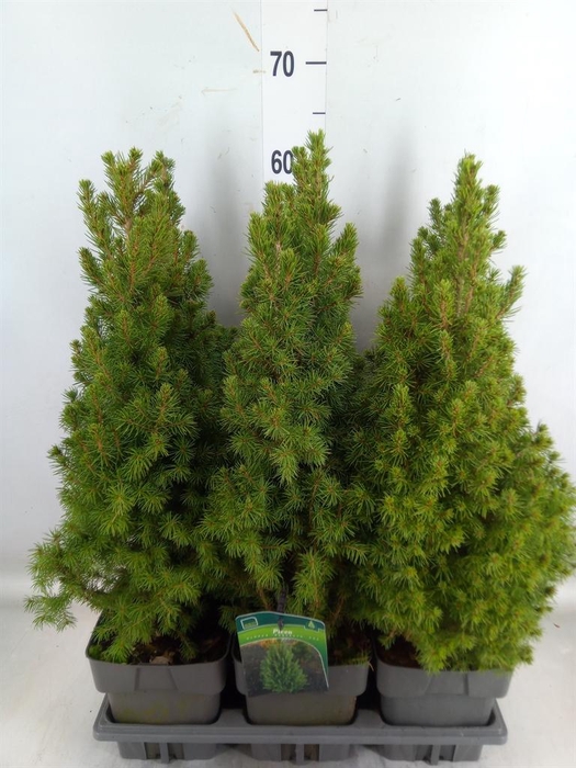 <h4>Picea glauca 'Perfecta'</h4>