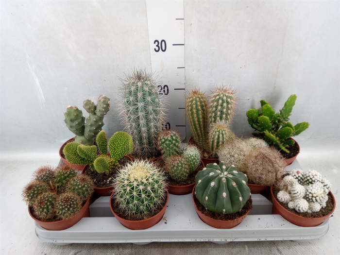 <h4>Cactus   ...mix</h4>