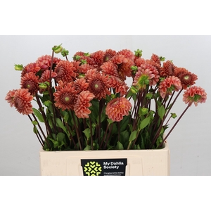Dahlia Cornel Bronze
