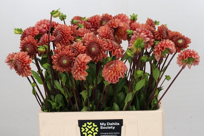 <h4>Dahlia Cornel Bronze</h4>