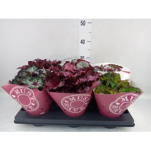 Begonia BD 'Beleaf'   ...mix