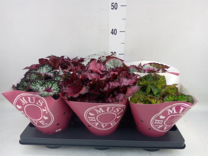 <h4>Begonia BD 'Beleaf'   ...mix</h4>