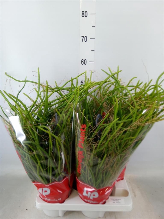 <h4>Rhipsalis   ...</h4>