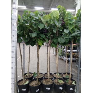 Cercis chinensis 'Avondale'