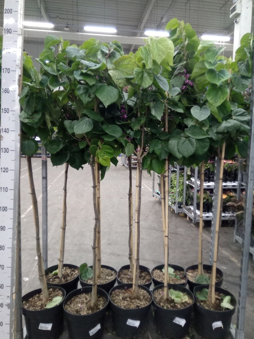 <h4>Cercis chinensis 'Avondale'</h4>