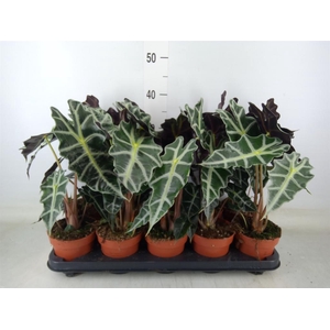 Alocasia amazonica 'Polly'