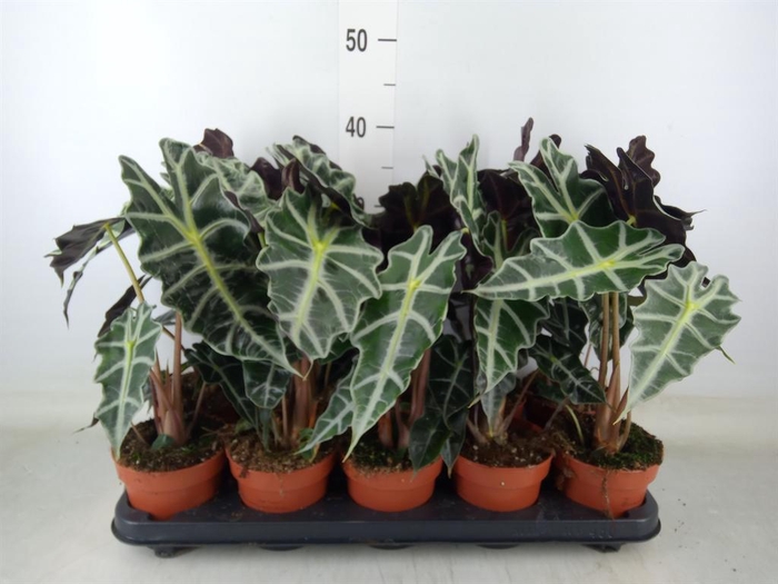 <h4>Alocasia amazonica 'Polly'</h4>