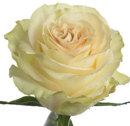 <h4>R GR DYNAMIC</h4>