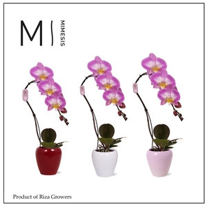 Phalaenopsis Swan Special 1 spike – 7cm in Martine | Mimesis