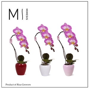 Phalaenopsis Swan Special 1 spike – 7cm in Martine | Mimesis