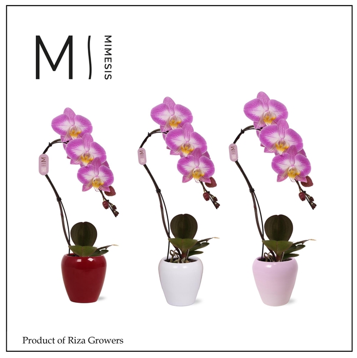 <h4>Phalaenopsis Swan Special 1 spike – 7cm in Martine | Mimesis</h4>