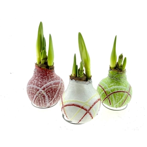 Hippeastrum   ...waxed