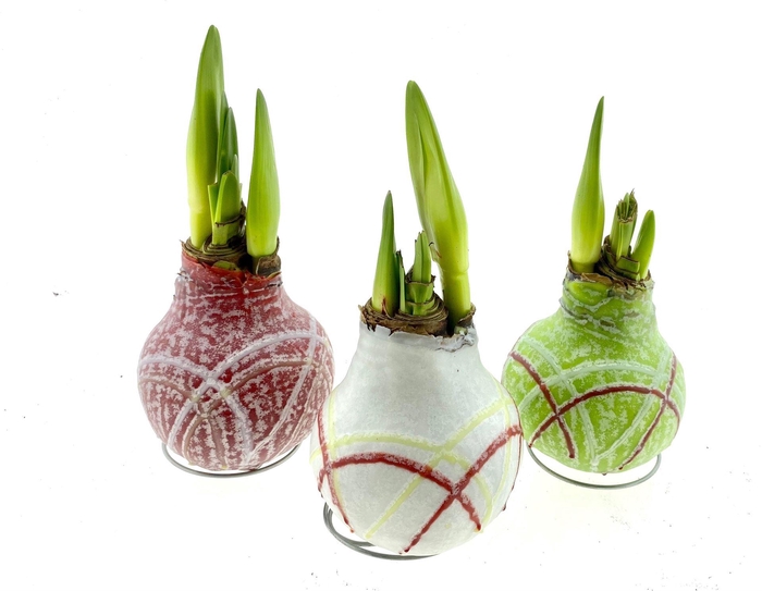 <h4>Hippeastrum ...waxed</h4>