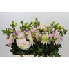 Dahlia Sweet Nathalie