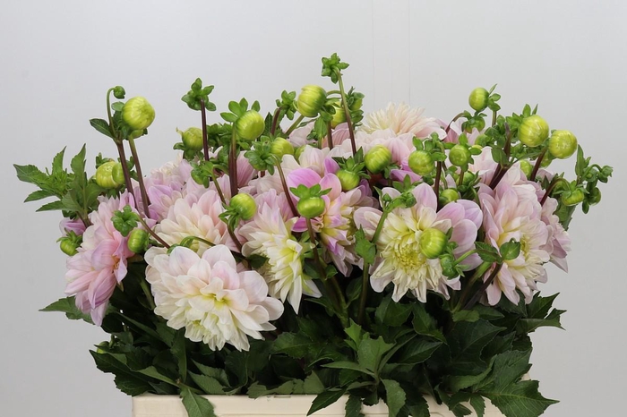 Dahlia Sweet Nathalie