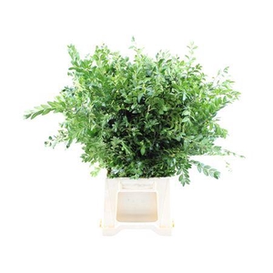 BUXUS 10 TAK PER BOS