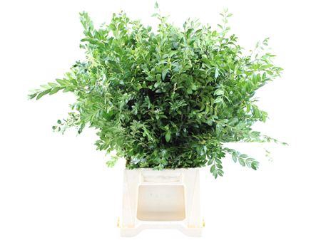 <h4>BUXUS 10 TAK PER BOS</h4>