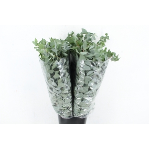 EUC STUARTIANA 300GR SPECIAL X5