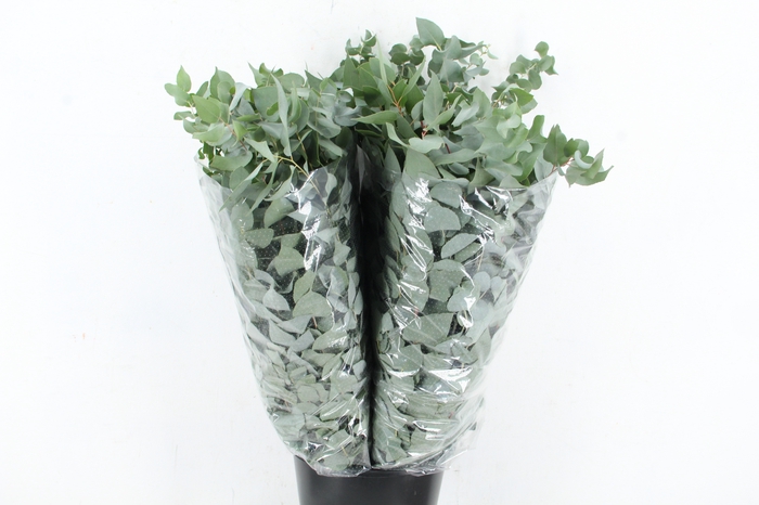 <h4>EUC STUARTIANA 300GR SPECIAL X5</h4>