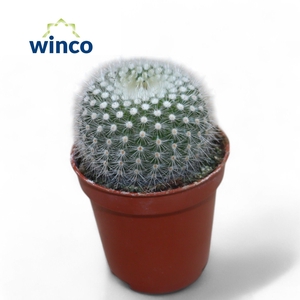 Notocactus Scopa