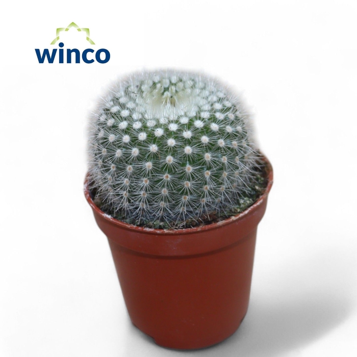 <h4>Notocactus Scopa</h4>