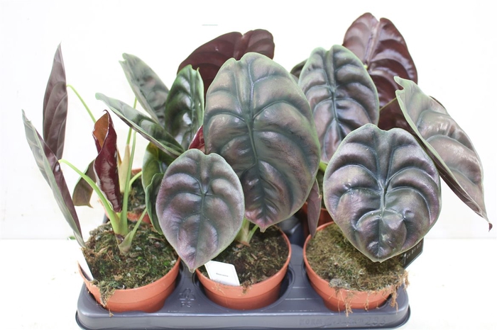 <h4>Alocasia Cu Red Secret</h4>