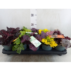 Heuchera  'Indian Summer'   ...mix