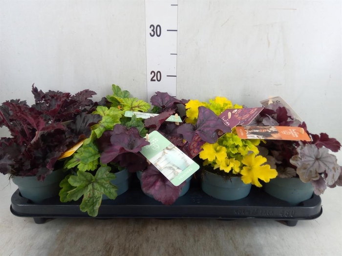 <h4>Heuchera  'Indian Summer'   ...mix</h4>