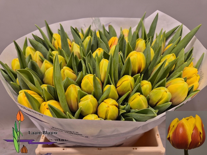 <h4>TU DU VUELTA</h4>