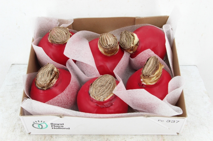 BOL HIPP WAX RED 36-38CM