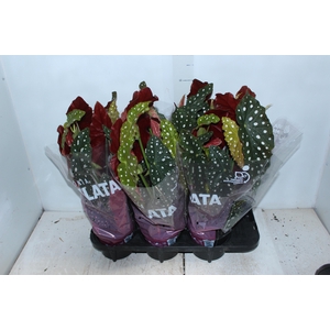 BEGONIA MACULATA P15 PO