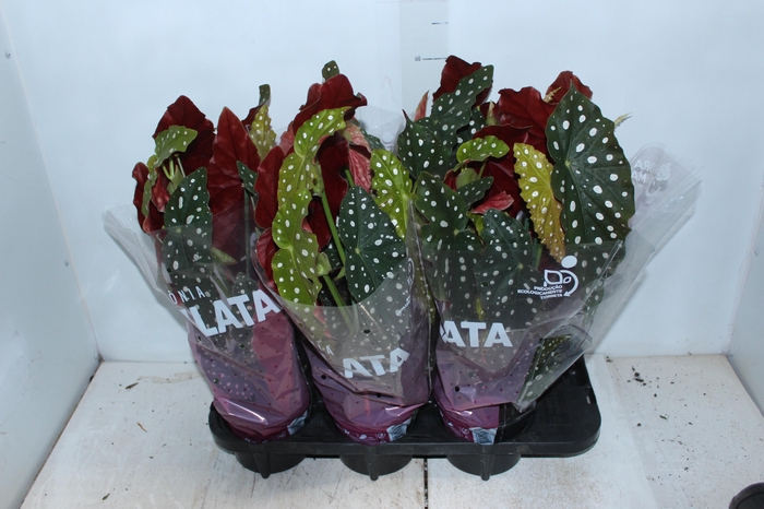 BEGONIA MACULATA P15 PO