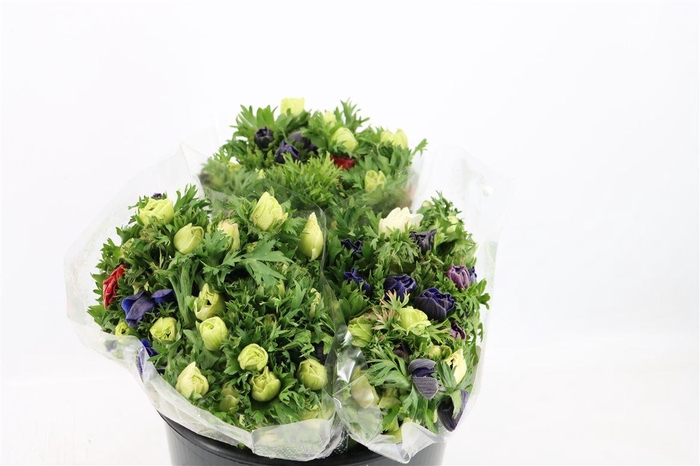 <h4>Anem Marianne Mixed</h4>