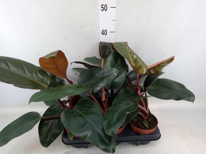 <h4>Philodendron   ...</h4>