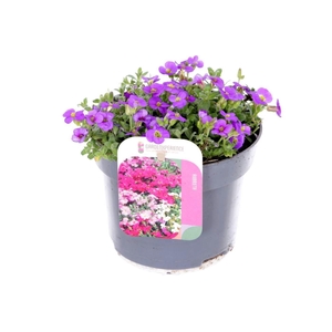 Aubrieta Little Gem