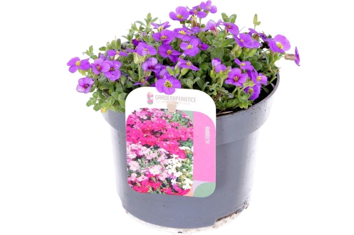 <h4>Aubrieta Little Gem</h4>