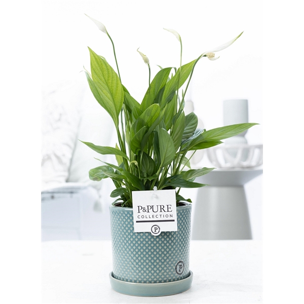 <h4>Spathiphyllum in P&PURE Lauren ceramics green</h4>