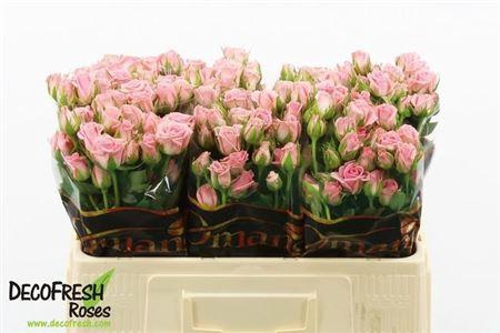 <h4>R Tr Odilia</h4>