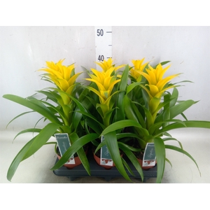 Guzmania  'Desire'