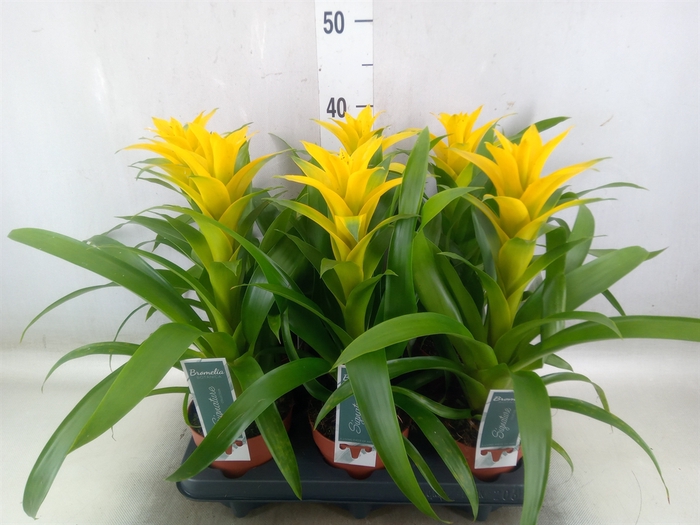 <h4>Guzmania  'Desire'</h4>