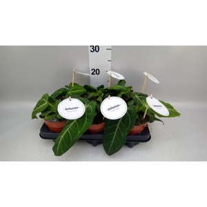 Anthurium   ...