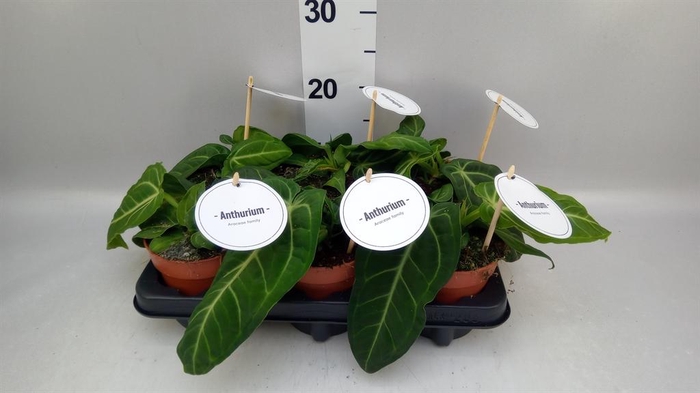 <h4>Anthurium ...</h4>