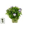 CAMPANULA-HYBRID P10,5