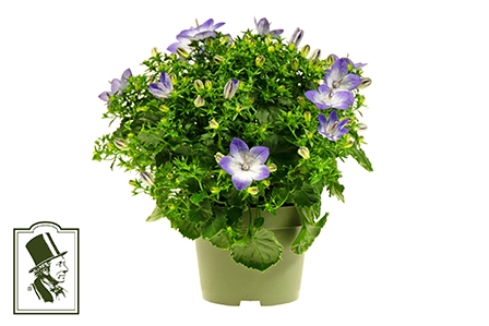 CAMPANULA-HYBRID P10,5