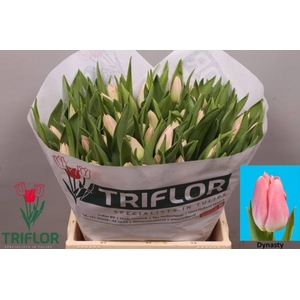 Tulipa si dynasty